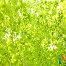 Tranh dán tường Hàn Quốc 3d khổ lớn tại Hà Nội NA - 082